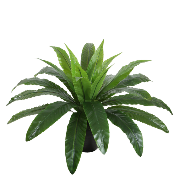 PTG104 Bird's Nest Fern 19" PK 2