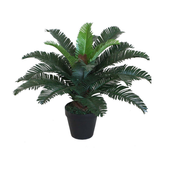 Cycas