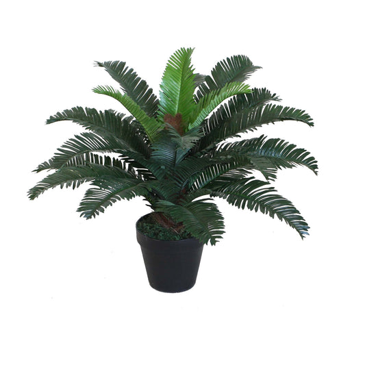 Cycas