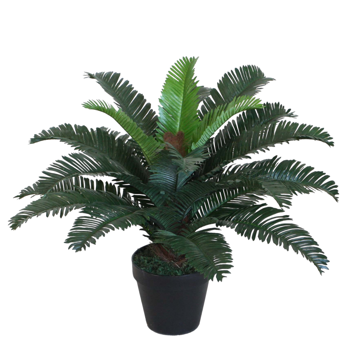 PTG105 Cycas 21"H PK 2