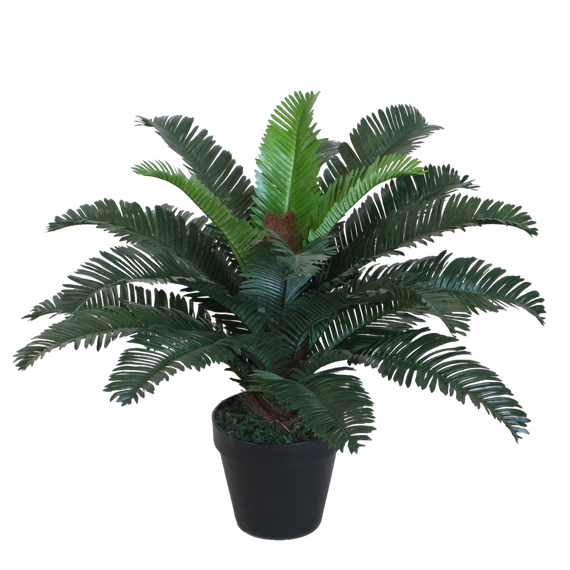 PTG105 Cycas 21"H PK 2
