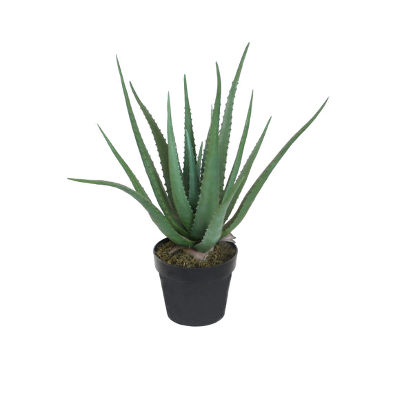 Aloe