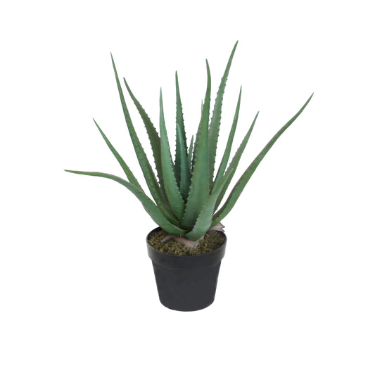 Aloe