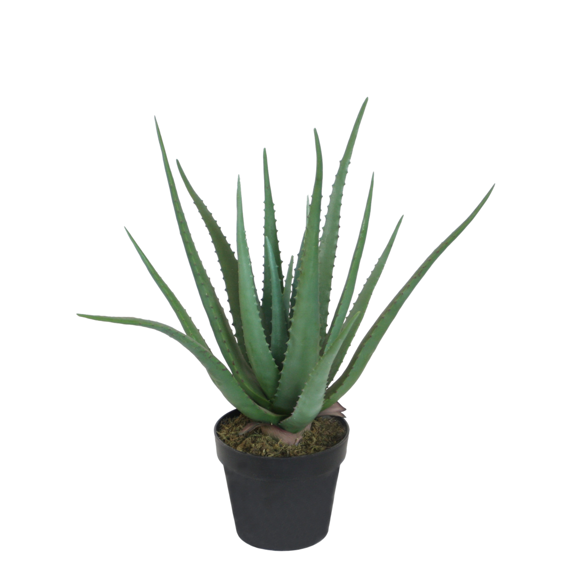 PTG106 Aloe 21"H PK 1