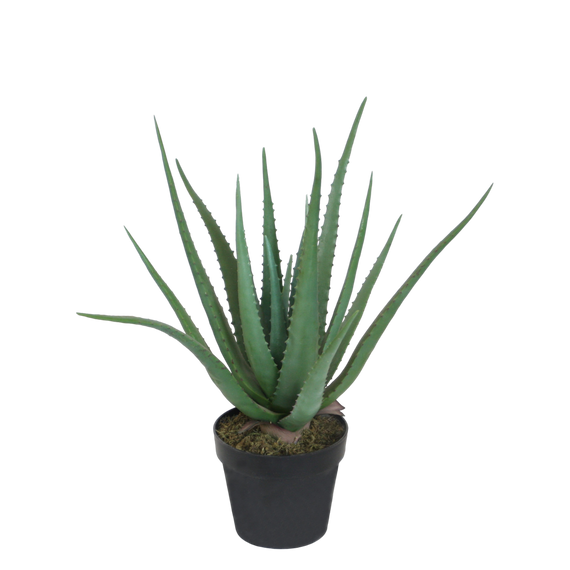 PTG106 Aloe 21"H PK 1