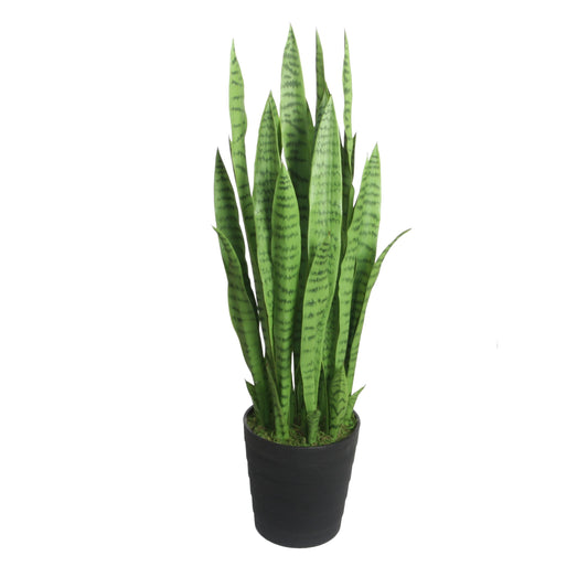 Snake Plant Green