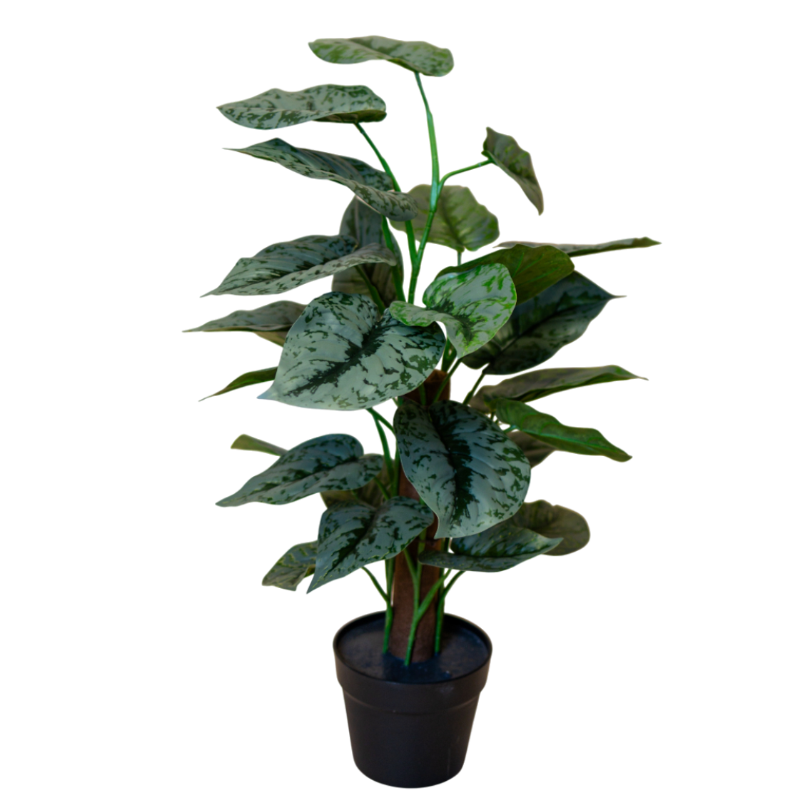 PTG108 Scindapsus Pictus 27" PK 1