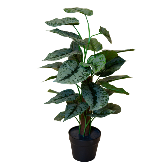 PTG108 Scindapsus Pictus 27" PK 1