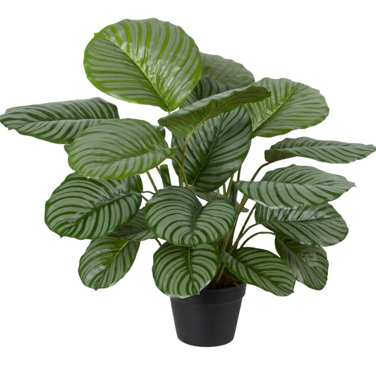 Calathea Orbifolia