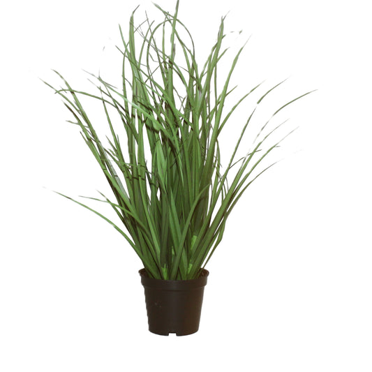 PTG110 Poa Grass 2'