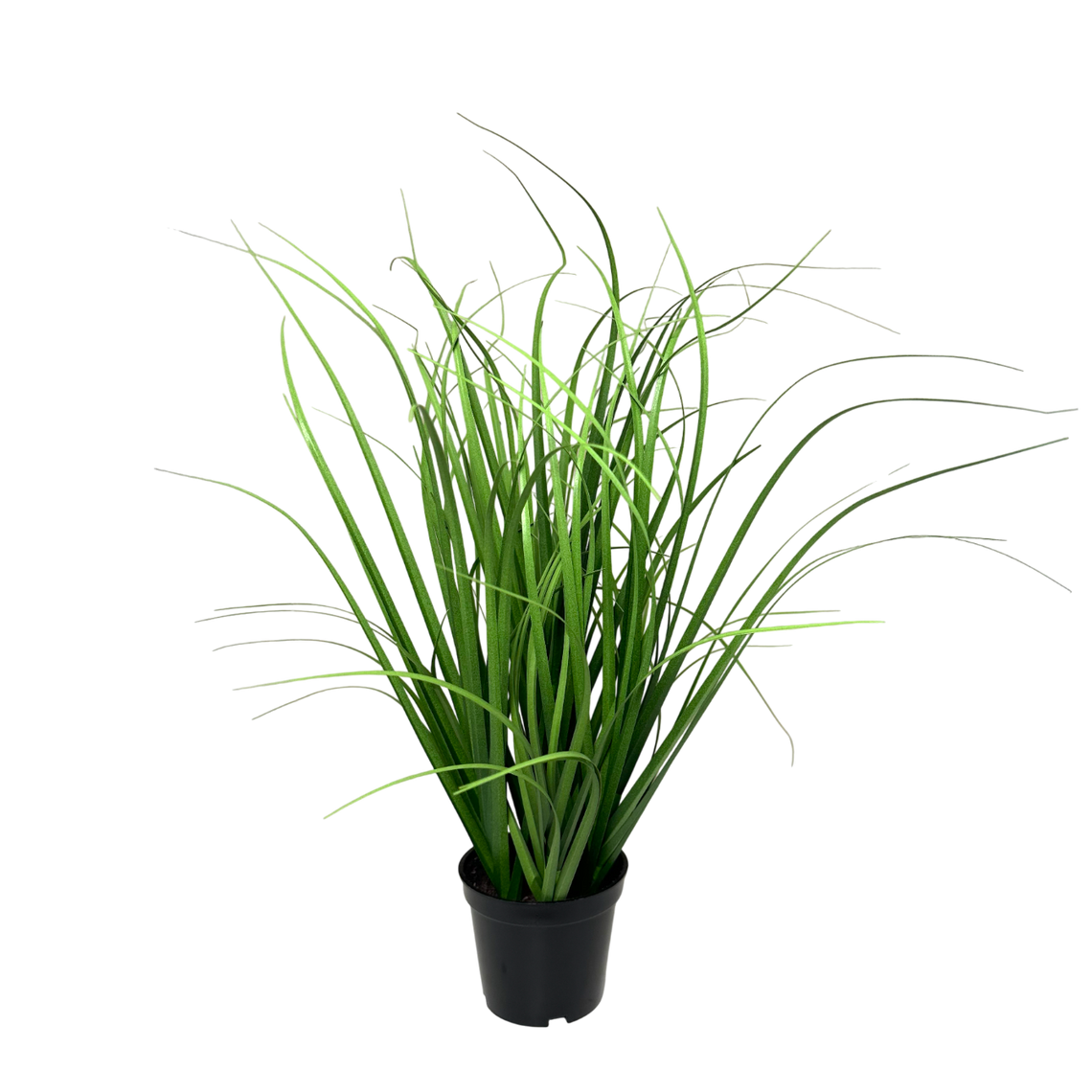 PTG110 Poa Grass 15" PK 1