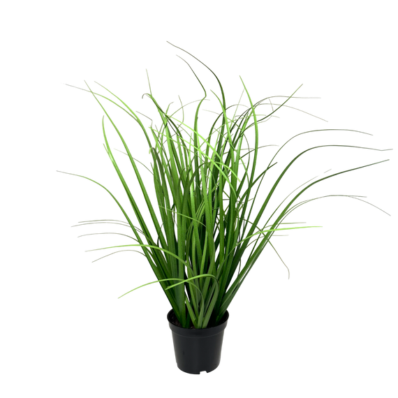 PTG110 Poa Grass 15" PK 1