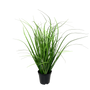 PTG110 Poa Grass 15" PK 4