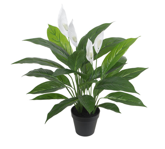 Potted Spathe Flower
