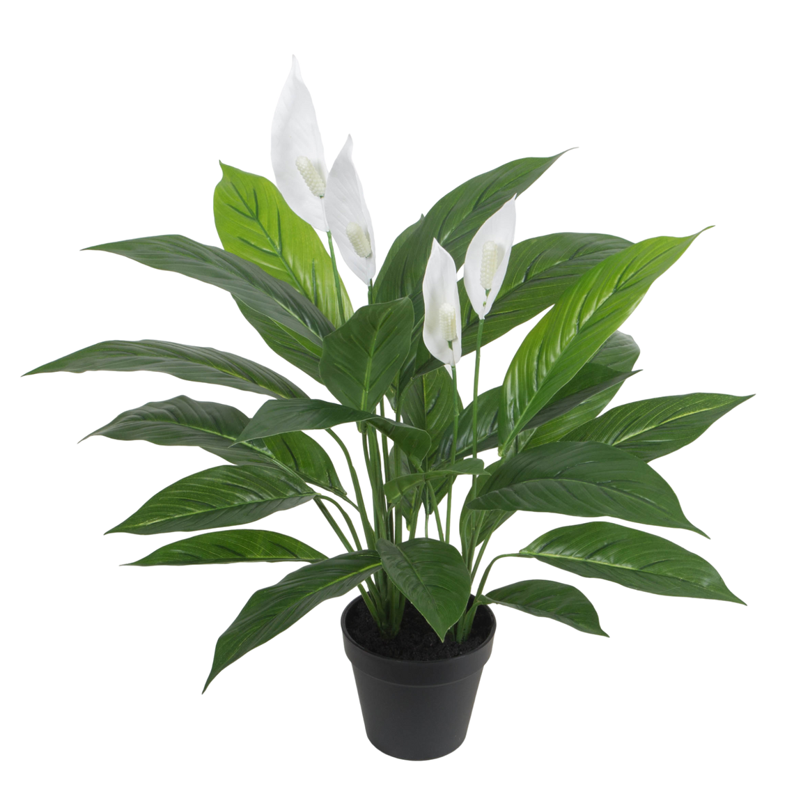 PTG115 Potted Spathe Flower 22"H PK 1
