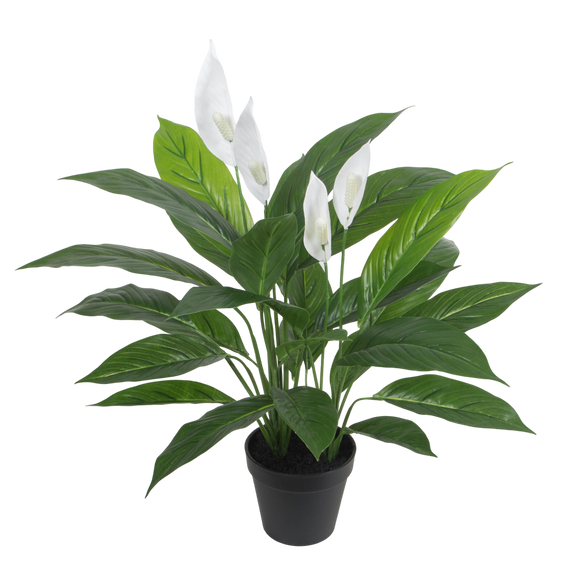 PTG115 Potted Spathe Flower 22"H PK 1