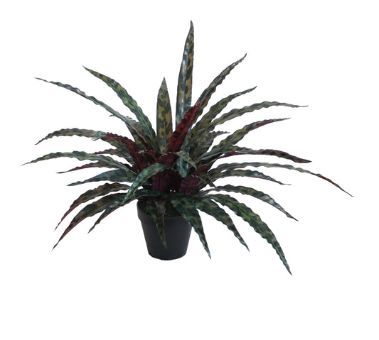 Potted Calathea Insignis