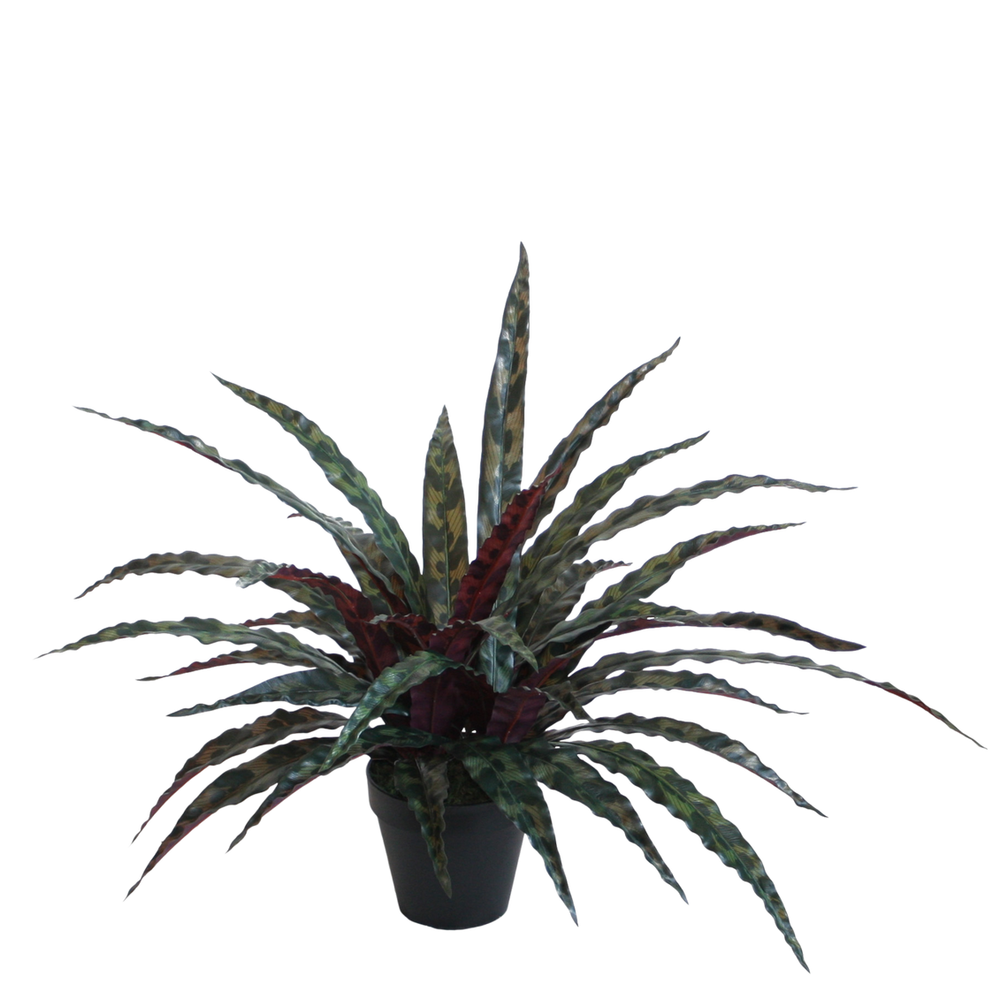 PTG117 Potted Calathea Insignis 15"H PK 2