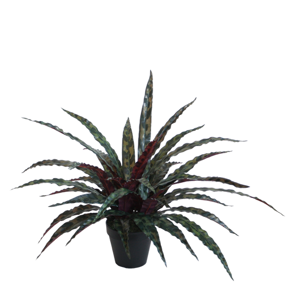 PTG117 Potted Calathea Insignis 15"H PK 2