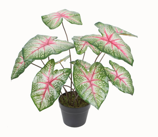 Potted Caladium