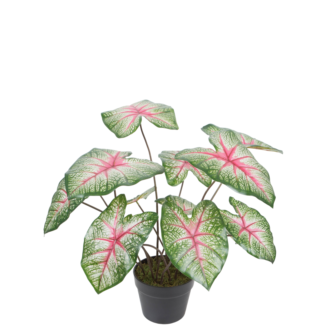 PTG118 Potted Caladium 22"H PK 2