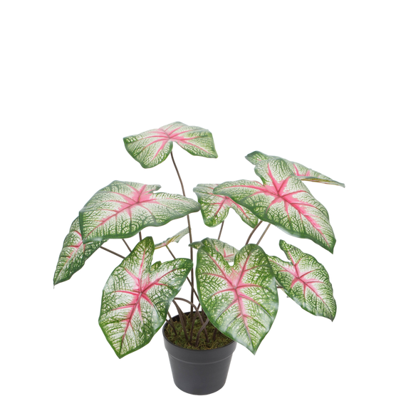 PTG118 Potted Caladium 22"H PK 2