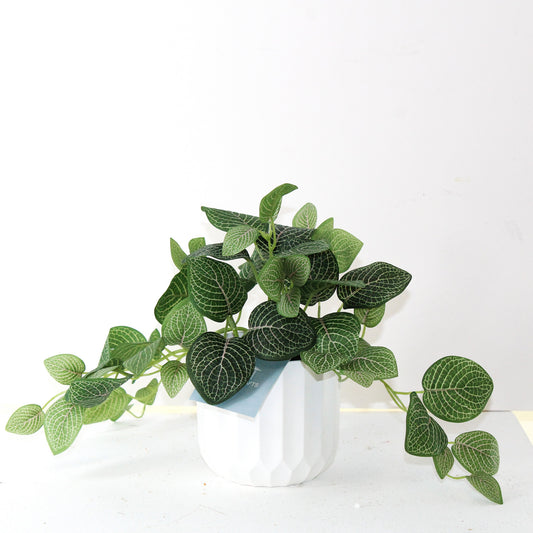 PTG119 Potted Nerve Plant 9" PK 6