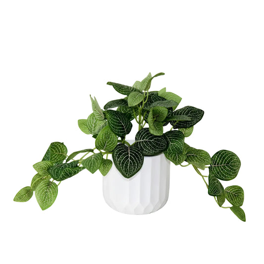PTG119 Potted Nerve Plant 9" PK 6