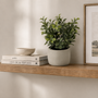 PTG121 Potted Greenery PK 12