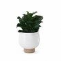 PTG126 Potted Succulent 8.5" PK 6