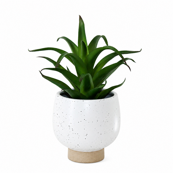 PTG127 Potted Aloe 8" PK 6