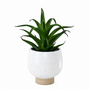 PTG127 Potted Aloe 8" PK 6