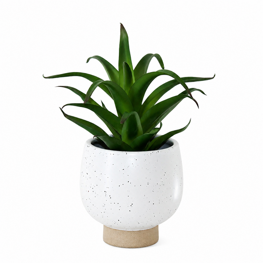 PTG127 Potted Aloe 8" PK 6