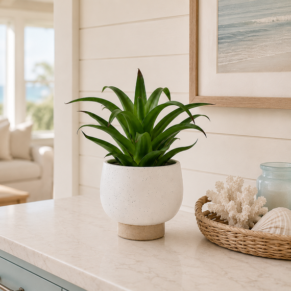 PTG127 Potted Aloe 8" PK 6