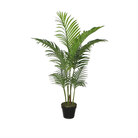 Areca Palm