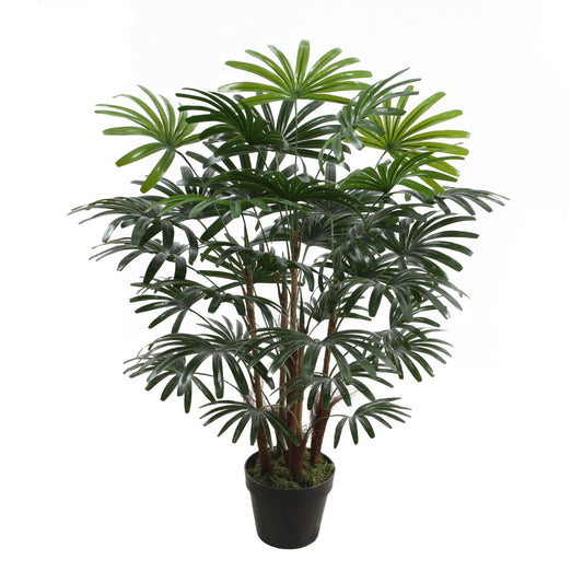 Rhapis