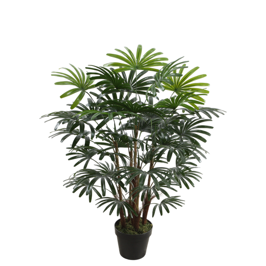 PTT101 Rhapis 3.75' PK 1