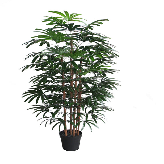 Rhapis Excelsa