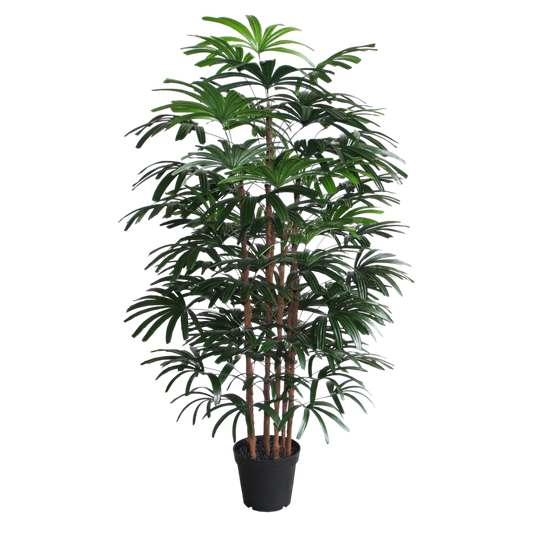PTT102 Rhapis Excelsa 6' PK 1