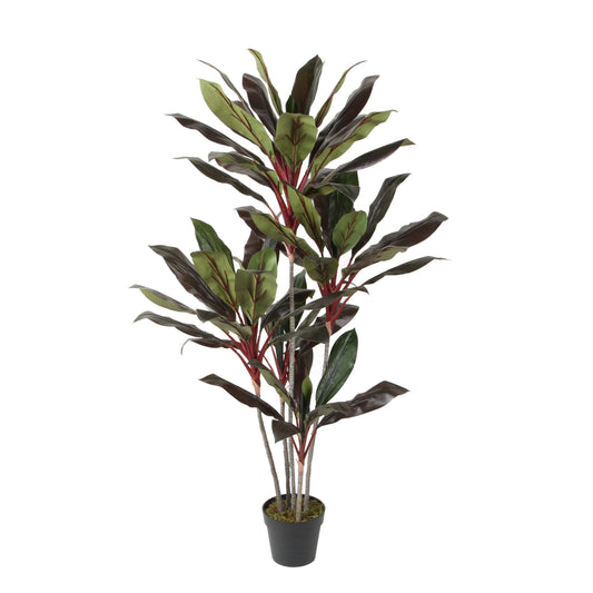 Cordyline Fruticosa