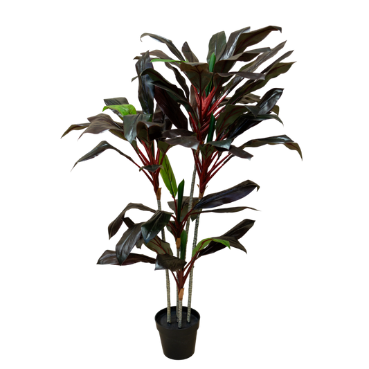 PTT104 Cordyline Fruticosa 5' PK 1
