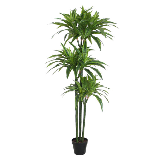 Dracaena Reflexa