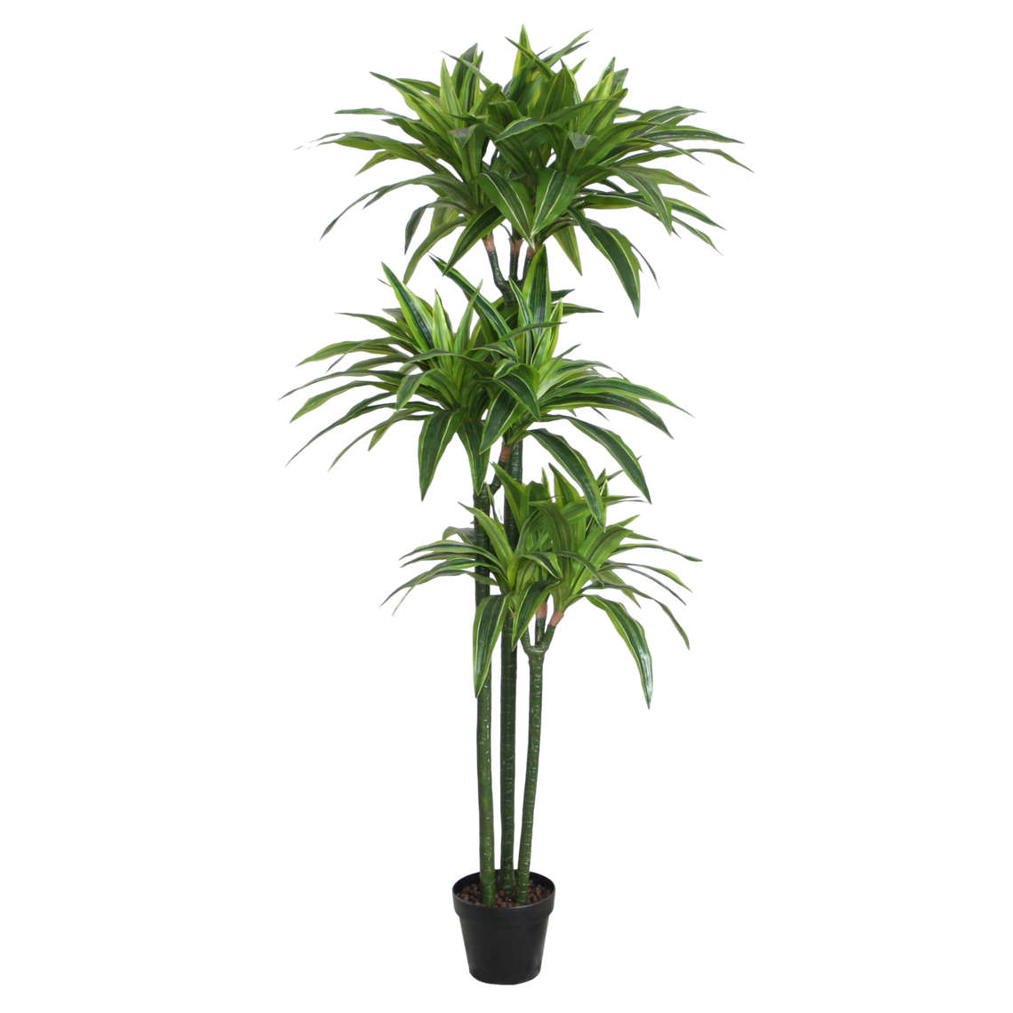 PTT105 Dracaena Reflexa 5' PK 1