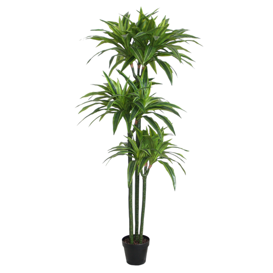 PTT105 Dracaena Reflexa 5' PK 1
