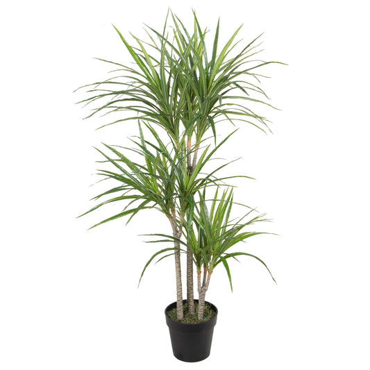 Dracaena Marginata Green