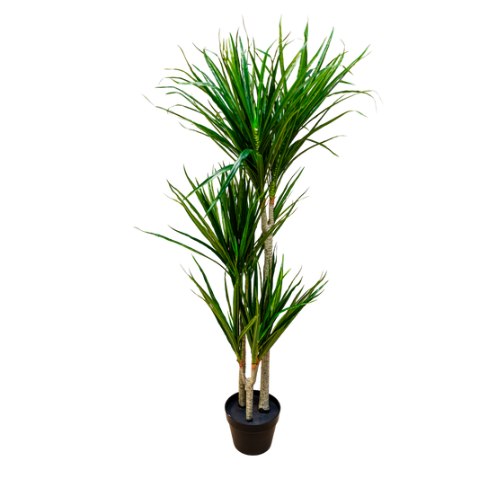 PTT106 Dracaena Marginata Green 5' PK 1
