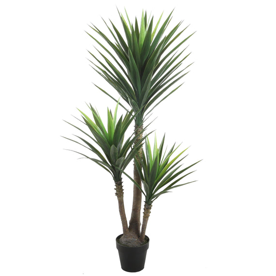 Yucca