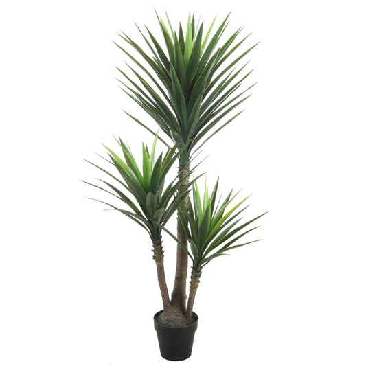 Yucca