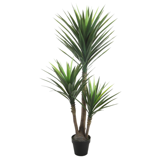 PTT107 Yucca 5' PK 1