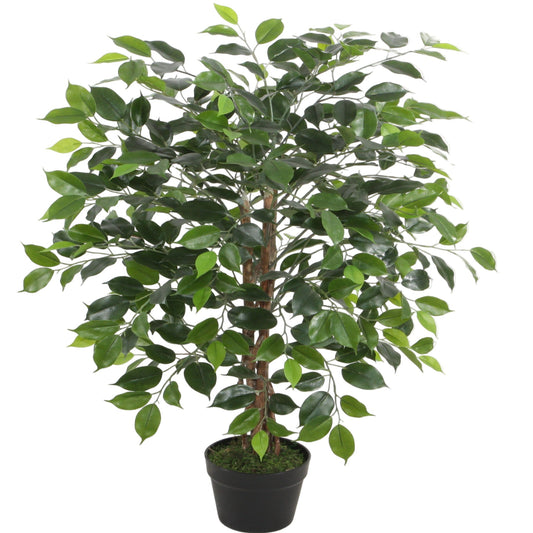 Wood Trunk Ficus Tree